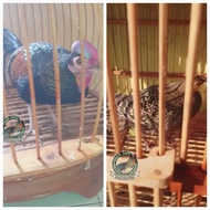 ayam hutan hijau | ayam hutan hijau jinak sepasang