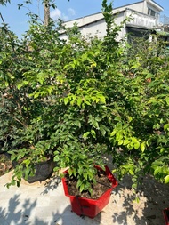 Cây 🌲 Nho Thân Gỗ 12 vụ đang hoa trái xum xuê....1m7