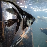 Hiasan Aquarium Manfish Slayer Hitam Ikan Hias