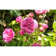 MDC- Weeping china doll rose climbing / bunga rose menjalar anak pokok tanaman