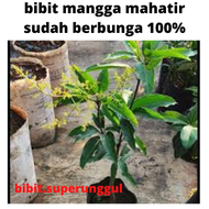 Bibit Mangga Mahatir Jumbo Sudah Berbunga/Berbuah Bibit Mangga Mahatir Okulasi Berbunga