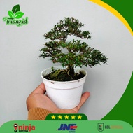 Bonsai mirten spesial sudah jadi bisa bayar ditempat