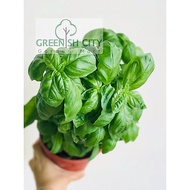 Sweet Basil Herbs Live Plant | Pokok Herba Sweet Basil | 甜罗勒