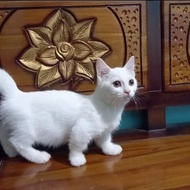 kucing Munchkin atau kaki cebol / kucing kaki pendek 