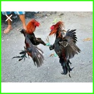 ↗ ● → gloves ng manok 4pcs pairs