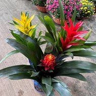 [Paling Horticulture Sdn Bhd] Guzmania ElcopeRed/Yellow/Purple/Conifera/Concubine/Classic/Kallisto 鸿