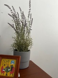 仿真薰衣草盆栽 擺設