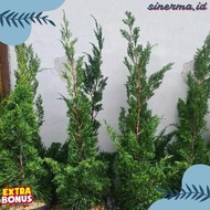 LILIN Pua Pua Cypress Ornamental Plant, Papua Cypress Plant, Wax Cypress Plant 60-70Cm High Best Sel