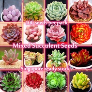 [Fast Delivery] 100PCS Mixed Varieties Succulent Seeds for Planting Bonsai Succulent Plant Rare Flower Seeds Indoor Plant Outdoor Air Purifying Flower Plants Seed Real Live Plants for Sale Easy To Planting In Local Garden Home Decor Fast Grow