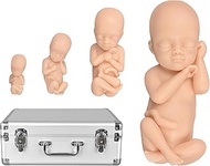 MedEduQuest Fetus Teaching Model Set, Anatomical Human Development Stages at 12, 16, 22, 30 Weeks, P