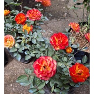 tricolor rose flower big pot