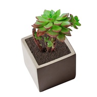 Pots for Plant - Square Mini Cement Pot Planter - Size 1.8 x 2.2 inches