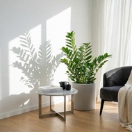 金錢樹水泥盆栽 落地盆栽 大盆栽 開幕送禮 喬遷禮物 植栽 盆栽