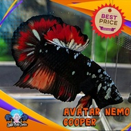 ikan cupang avatar nemo copper Premium grade A