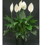 LGR # peace lily #dekorasi bunga #bunga putih # indoor plant