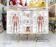 Tranh Y khoa giải phẫu hệ cơ từng bộ phận treo tường tráng gương YQC107