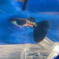 宗信水族_蛇王全黑尾孔雀魚_對魚組