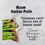 [Live Plant, readystok - Rizom Kantan Putih. Mudah ditanam, bunga cantik dan boleh dimakan] -Kantan 