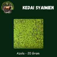 Azolla 20 Gram - Makanan Tambahan Ternakan