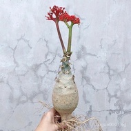 Buddha Belly Begonia Root Tuber Plant Take One Item at One Time Ornamental Flower Jatropha Podagrica
