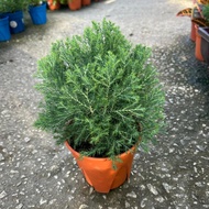 AZ-JUNIPERUS/ROUND PINE 圆松 140P