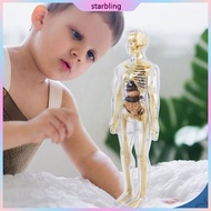 Star Human Skeleton Anatomy Model with Removable Organs Human Body Anatomy Model