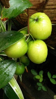 Pokok Bidara Epal hybrid