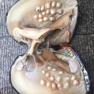 Fresh Water Wrapped Akoya Oysters pearl Shell Inside Mysterious Pearl 活体珍珠蚝 Freshwater Pearl Oyster 