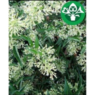 Night- blooming jasmine live plant 夜香树/ 夜香木苗 Anak Pokok Bunga Santalia/Sedap malam
