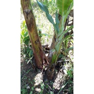 anak benih pisang nangka (buah besar)