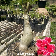 bonsai adenium grafting