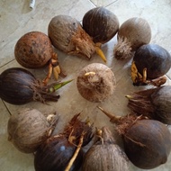 BONSAI KELAPA bibit bonsai kelapa