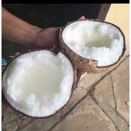 Pokok kelapa Jelly Hybrid