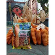 BENIH JAGUNG G-20 1KG SUPER PREMIUM BERSERTIFIKAT RESMI [MURAH] ANDALAN PETANI NUSANTARA