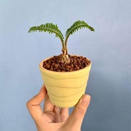 TSNursery [Sago Palm - Cycas Revoluta - Pakis Cycas Bonsai 苏铁 铁树] [Size:S/M/L]