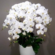 Rangkaian Anggrek bulan/bunga anggrek putih/anggrek super/bunga hadiah