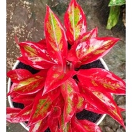 Aglaonema Red Lipstik / Aglonema siam aurora Remaja florist nursery /