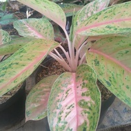 Tanaman Aglaonema Bigroy - Aglaonema big roy -amie