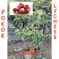 POKOK BUAH lYCHEE THAI ( HYBRID ) / POKOK BUAH LYCHEE CEPAT BERBUAH THAI MURAH / POKOK LAICI KAWIN