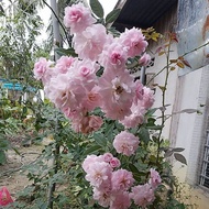 1 pokok ros atau 2 Keratan Ros Kampung Pink Bunga Kecil