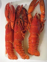 波士頓熟龍蝦🦞