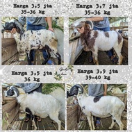 domba garut qurban murah