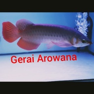 Ikan Arwana super red +-32 spezial