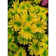 MAYANA COLEUS YELLOW TWIRL LIVE PLANT - WITHOUT POT