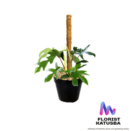 tanaman hias daun philodendron florida green