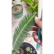 Dioon Edule Beautiful