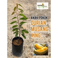 Anak Pokok (Durian Musang King) 2ft (H)