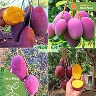 🔥RARE🔥 POKOK MANGGA IRWIN HYBRID / Irwin Mango Tree / Purple Mango / Mangga Ungu / Mangifera Indica 