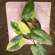 Tanaman Hias Philodendron Burle Marx Variegata