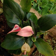 Anthurium kate/mini/tanaman hias daun warna pink